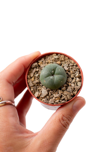 Lophocactus Will. (various options)