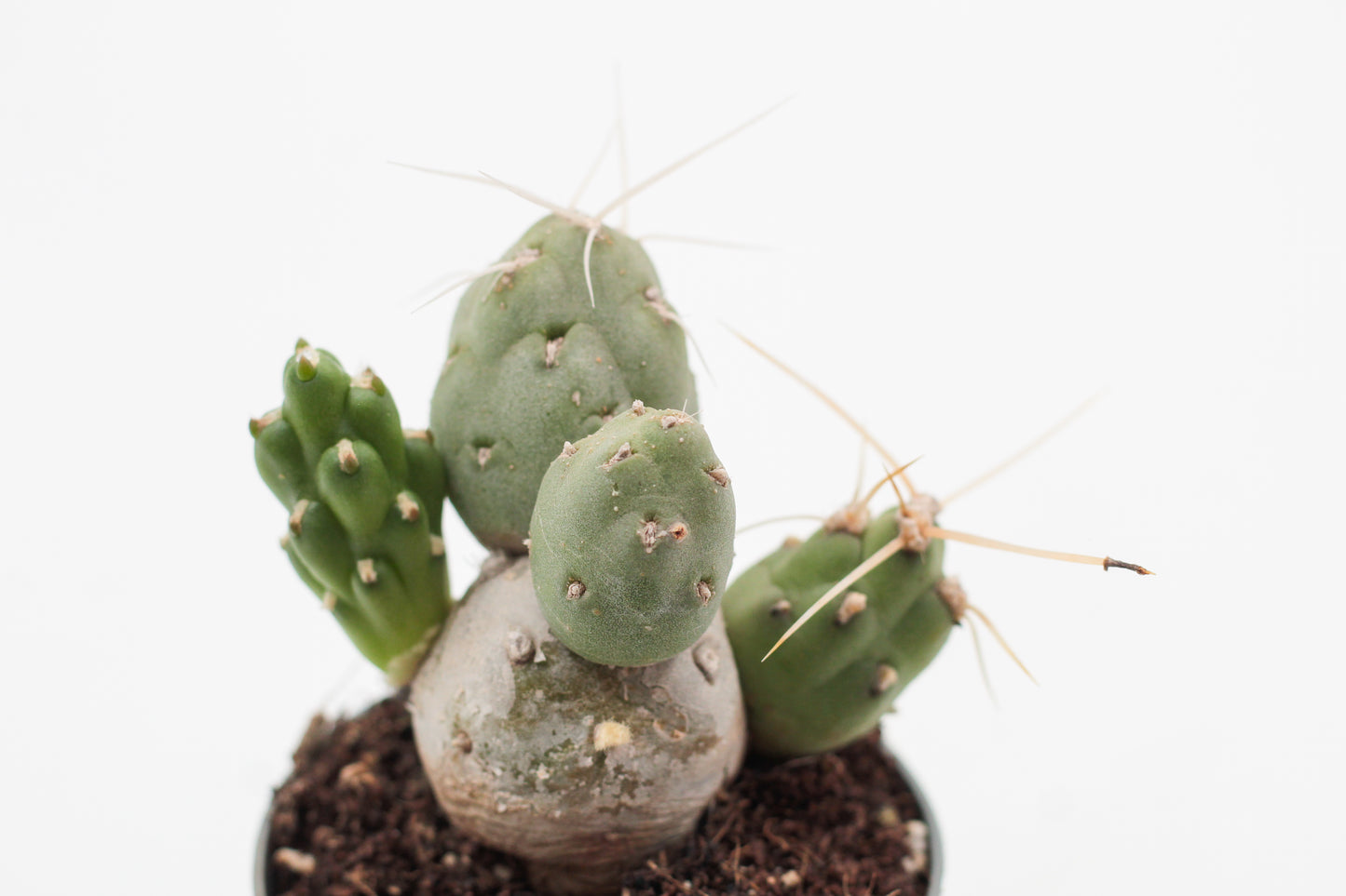 Maihueniopsis darwinii
