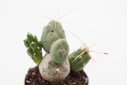 Maihueniopsis darwinii