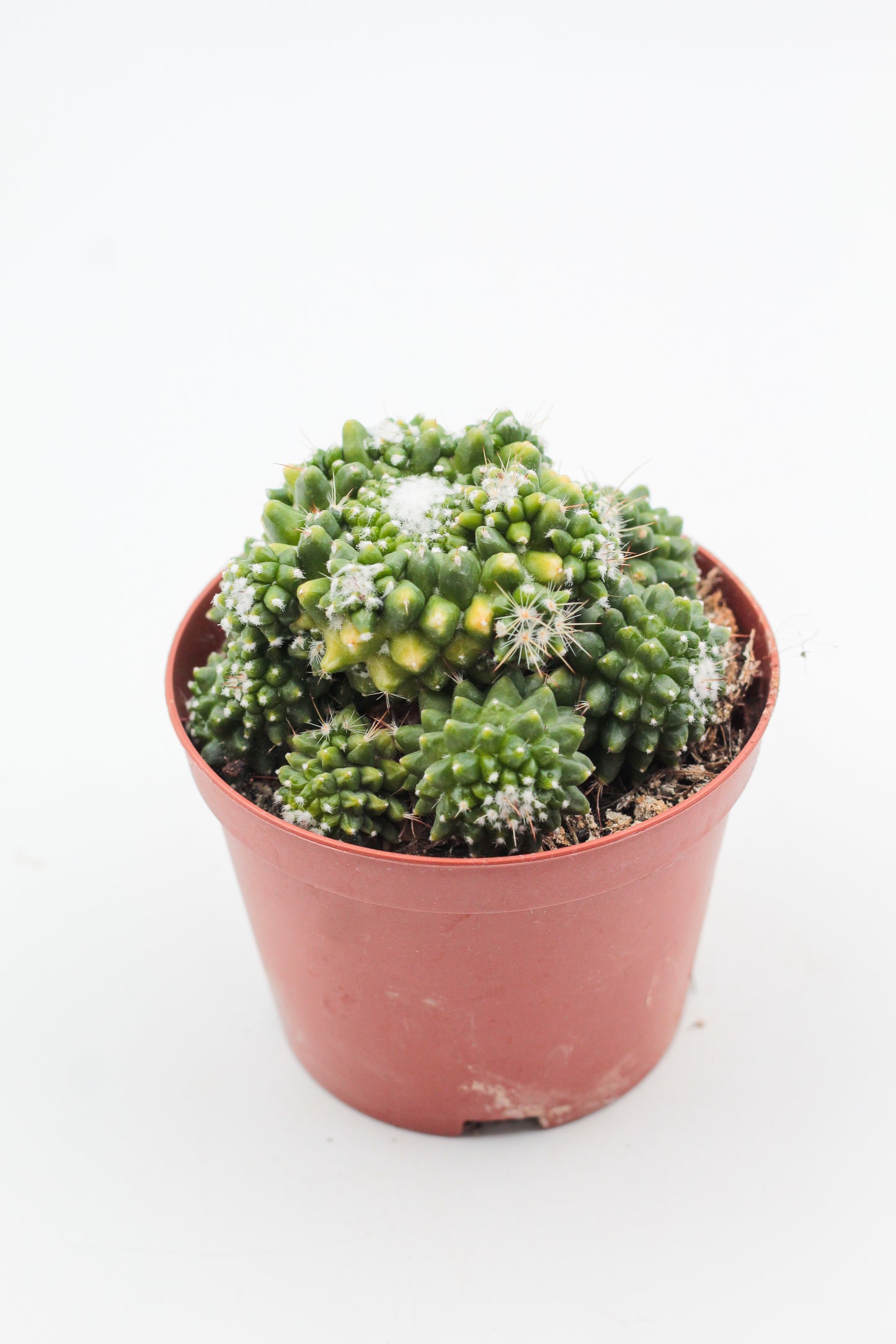 Mammillaria Bucareliensis cv Erusamu Variegata