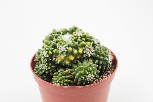 Mammillaria Bucareliensis cv Erusamu Variegata