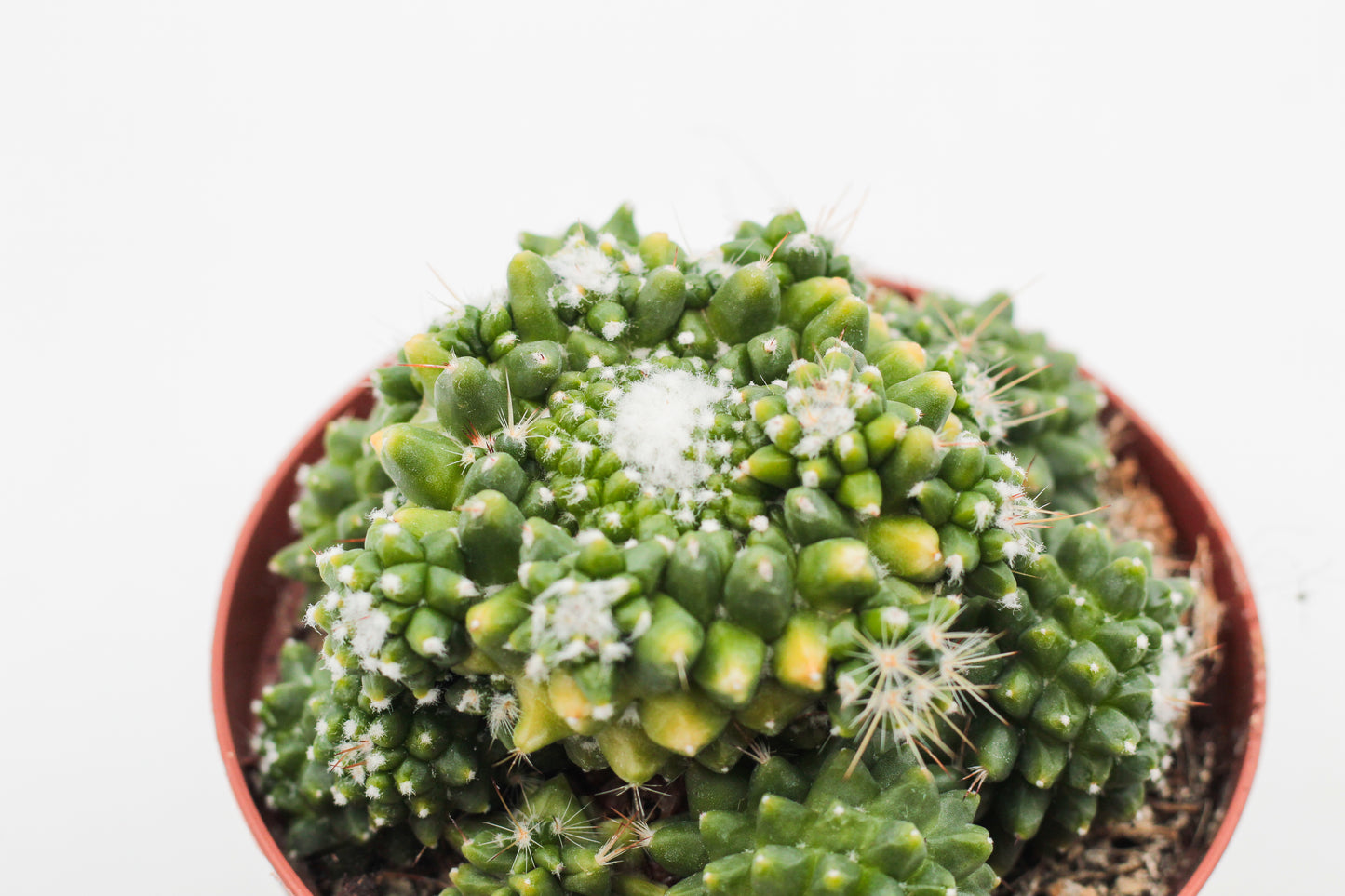 Mammillaria Bucareliensis cv Erusamu Variegata