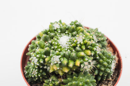 Mammillaria Bucareliensis cv Erusamu Variegata
