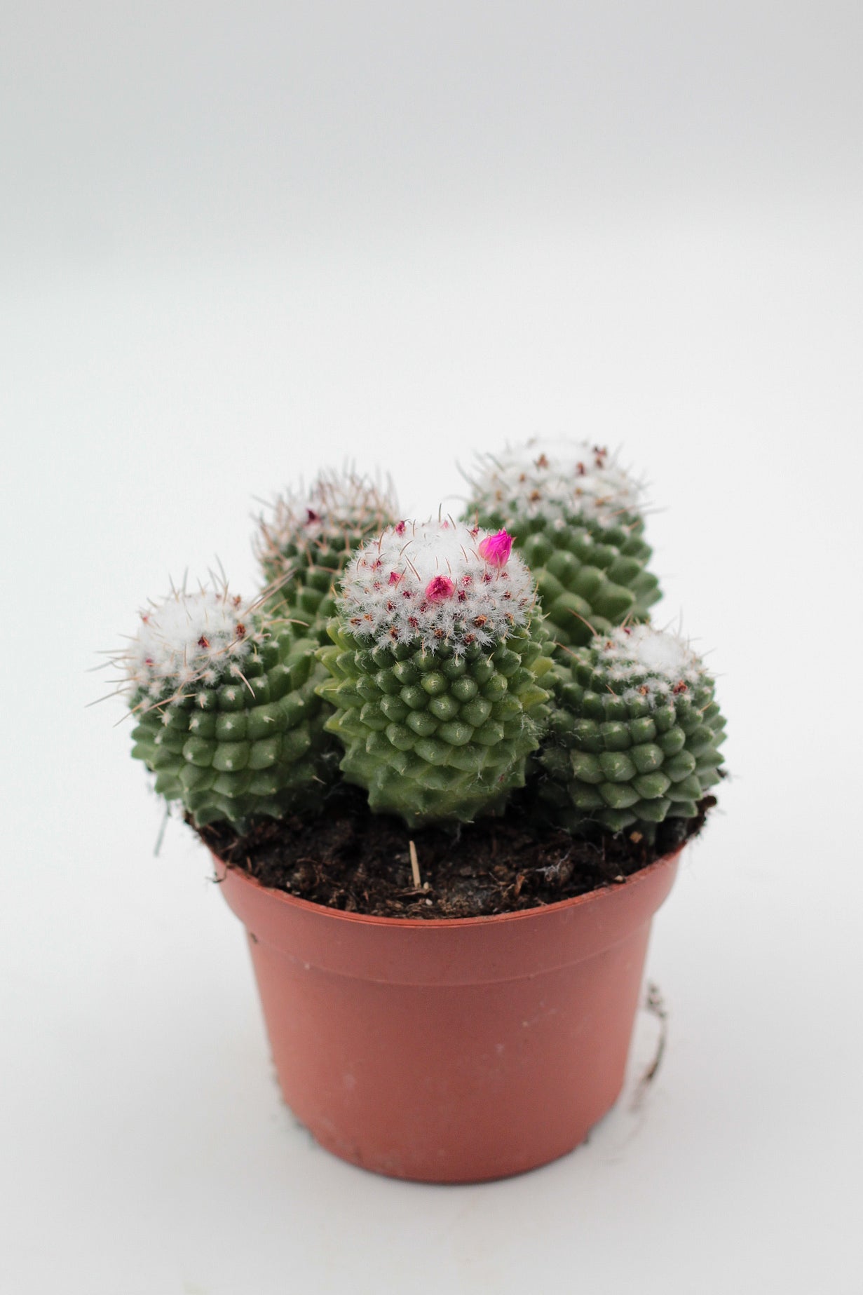 Mammillaria Polythele var Toluca