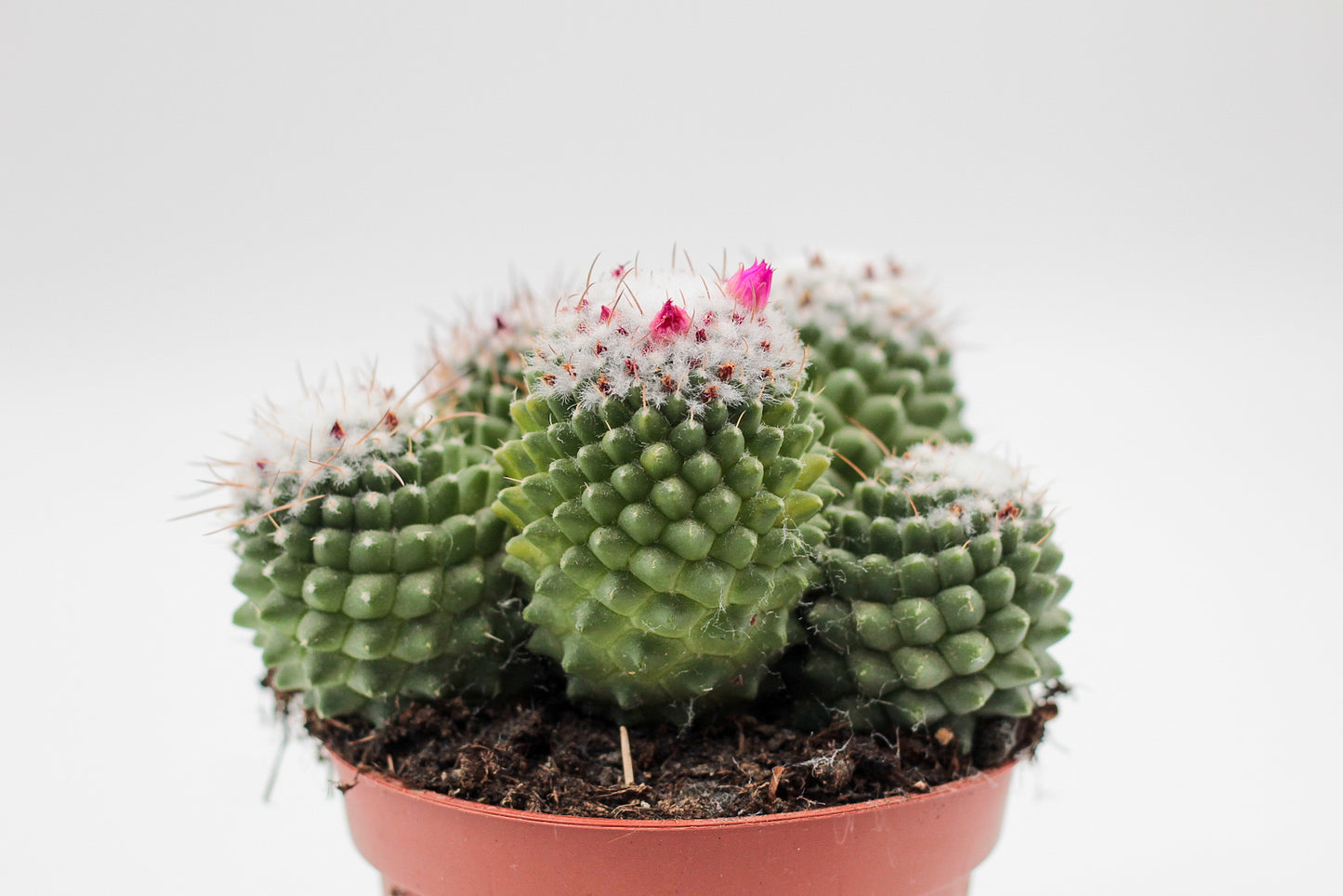 Mammillaria Polythele var Toluca