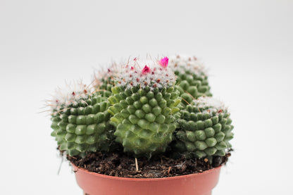 Mammillaria Polythele var Toluca