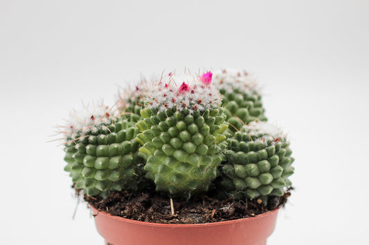 Mammillaria Polythele var Toluca