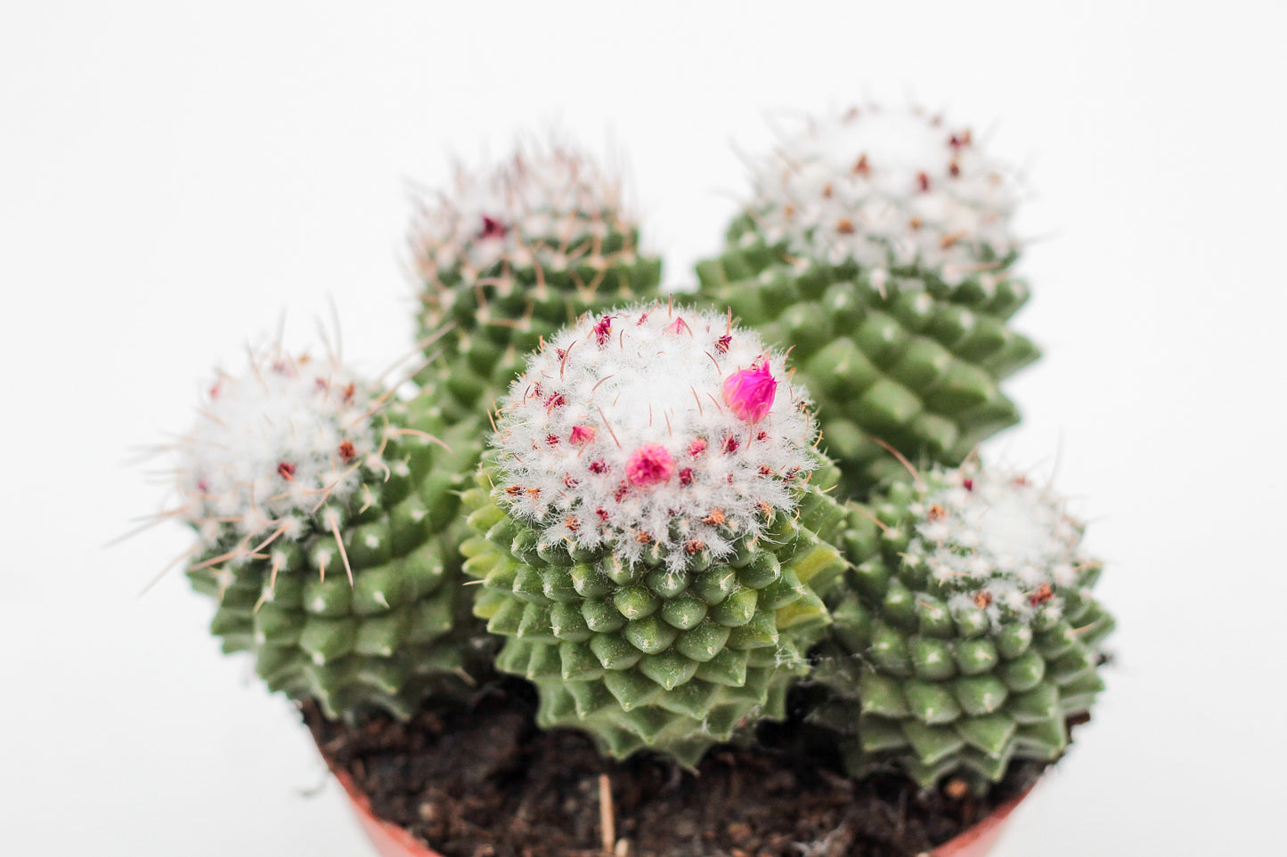 Mammillaria Polythele var Toluca