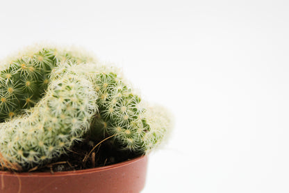 Mammillaria Elongata cristaat "Braincactus"