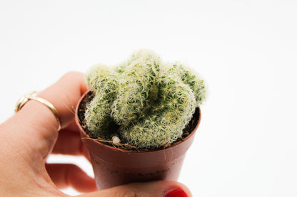 Mammillaria Elongata cristaat "Braincactus"