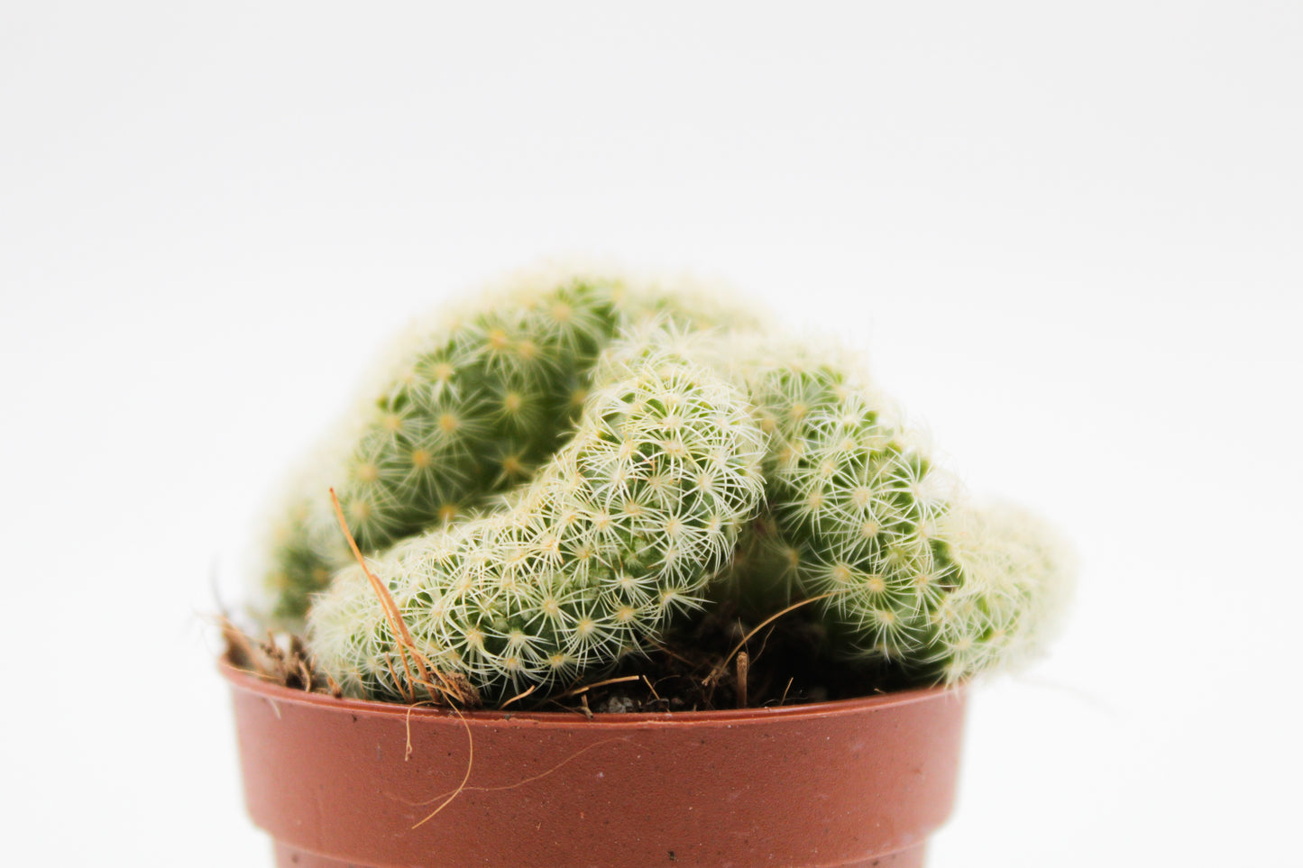 Mammillaria Elongata cristaat "Braincactus"