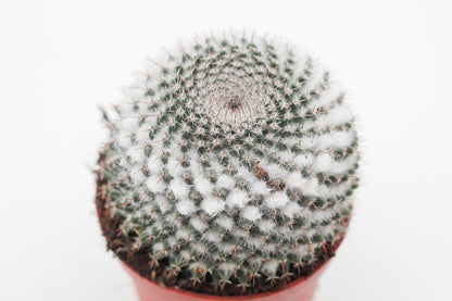 Mammillaria formosa
