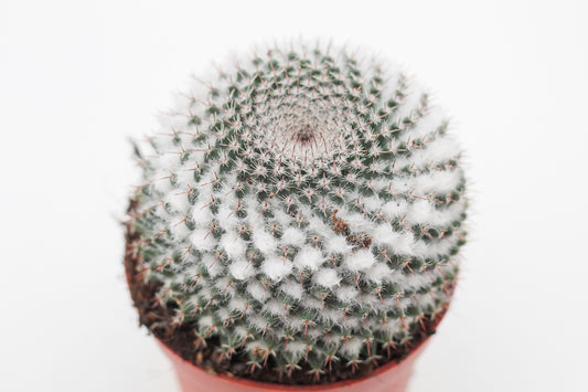 Mammillaria formosa