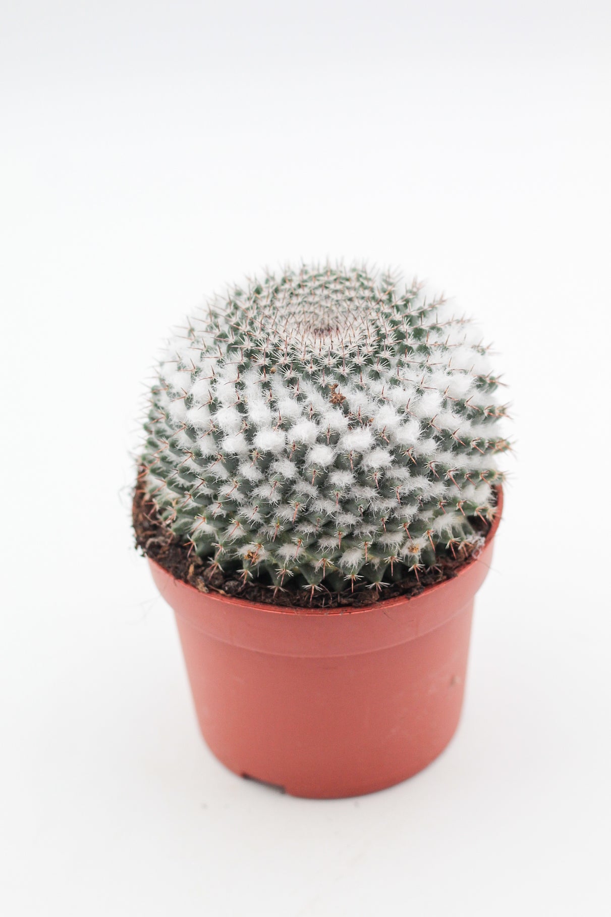 Mammillaria formosa