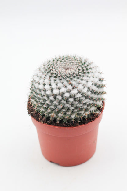 Mammillaria formosa