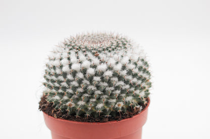 Mammillaria formosa