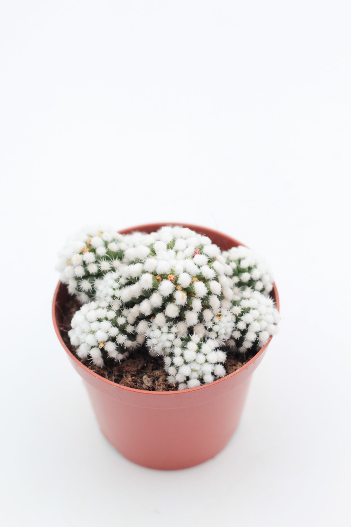 Mammillaria gracilis cv. Oruga