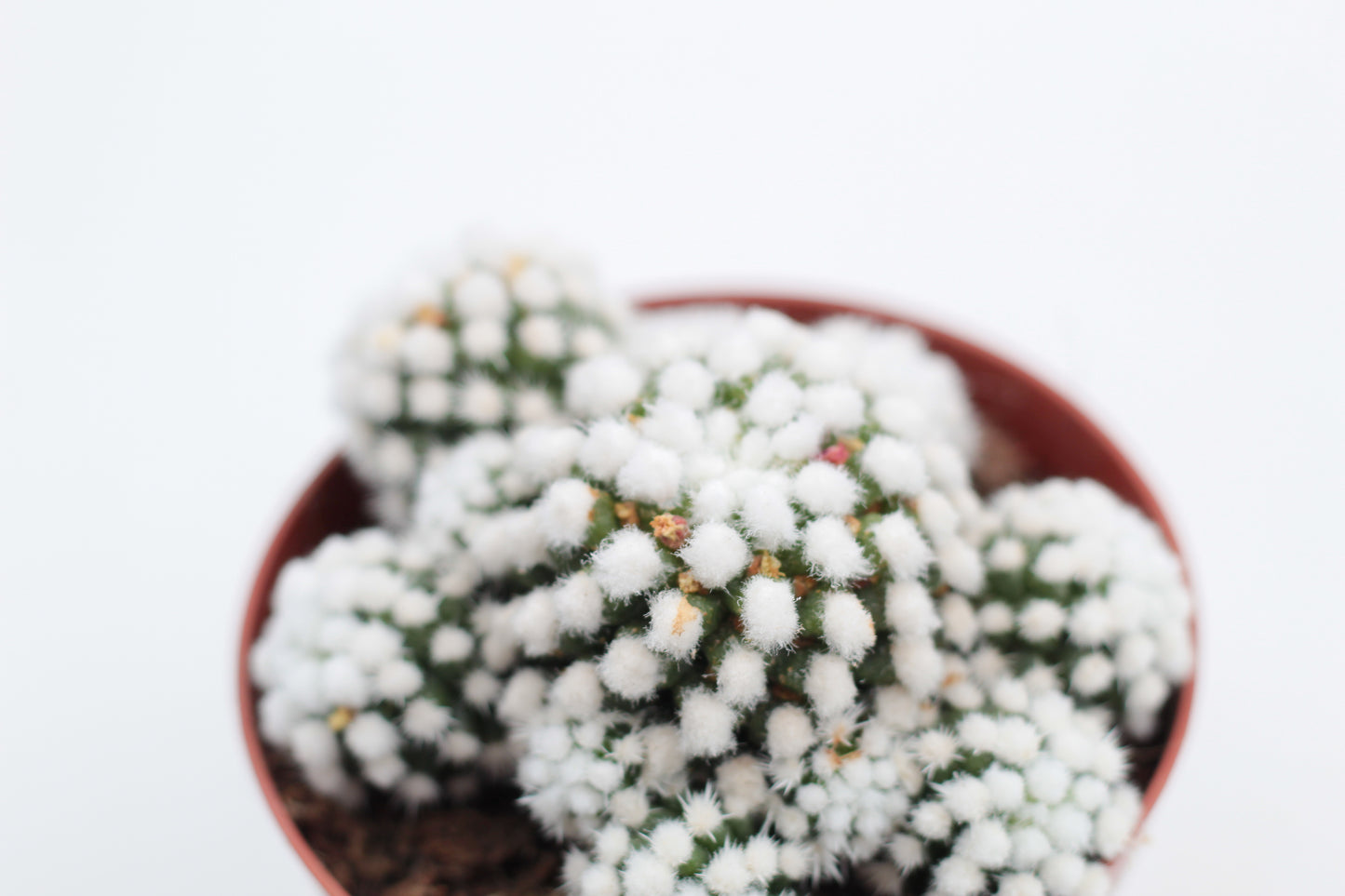 Mammillaria gracilis cv. Oruga