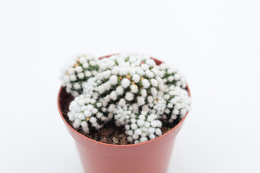 Mammillaria gracilis cv. Oruga