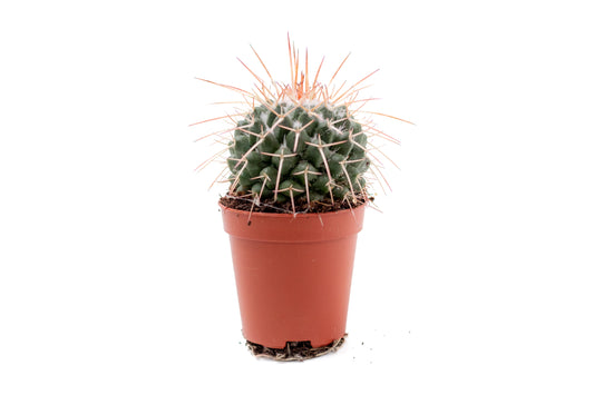 Mammillaria karwinskiana subs. nejapensis