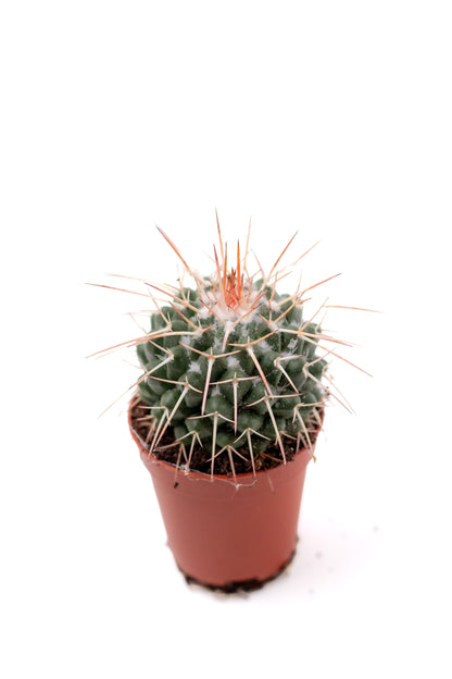 Mammillaria karwinskiana subs. nejapensis