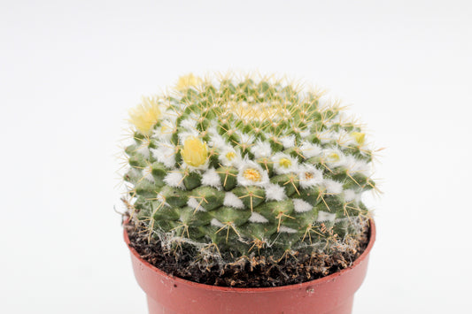 Mammillaria marksiana