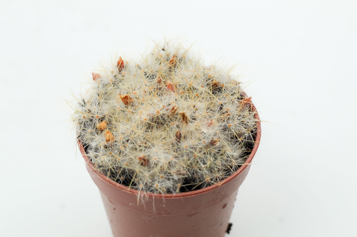 Mammillaria prolifera