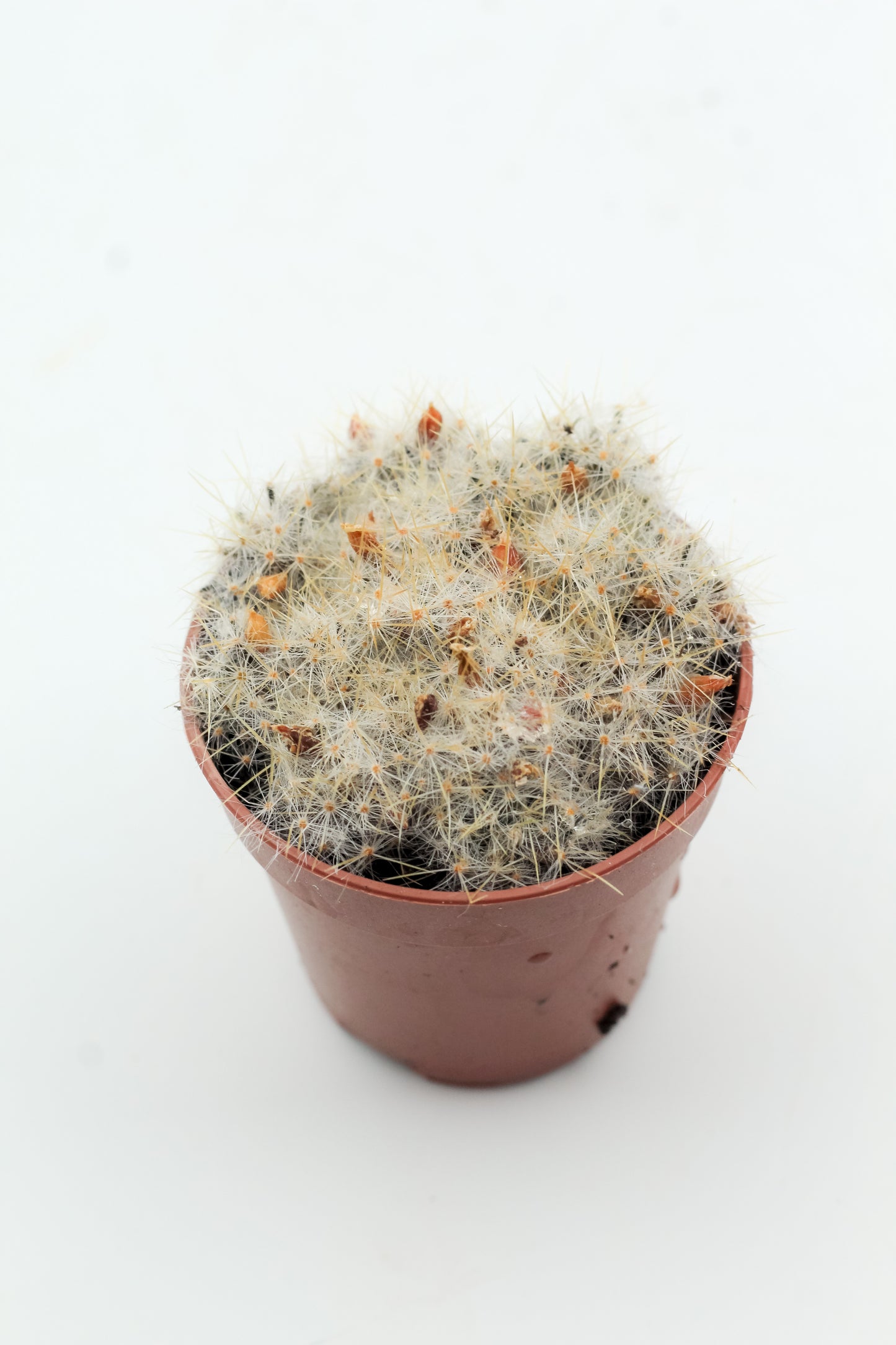 Mammillaria prolifera