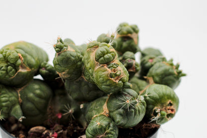 Mammillaria bocasana cv. Fred