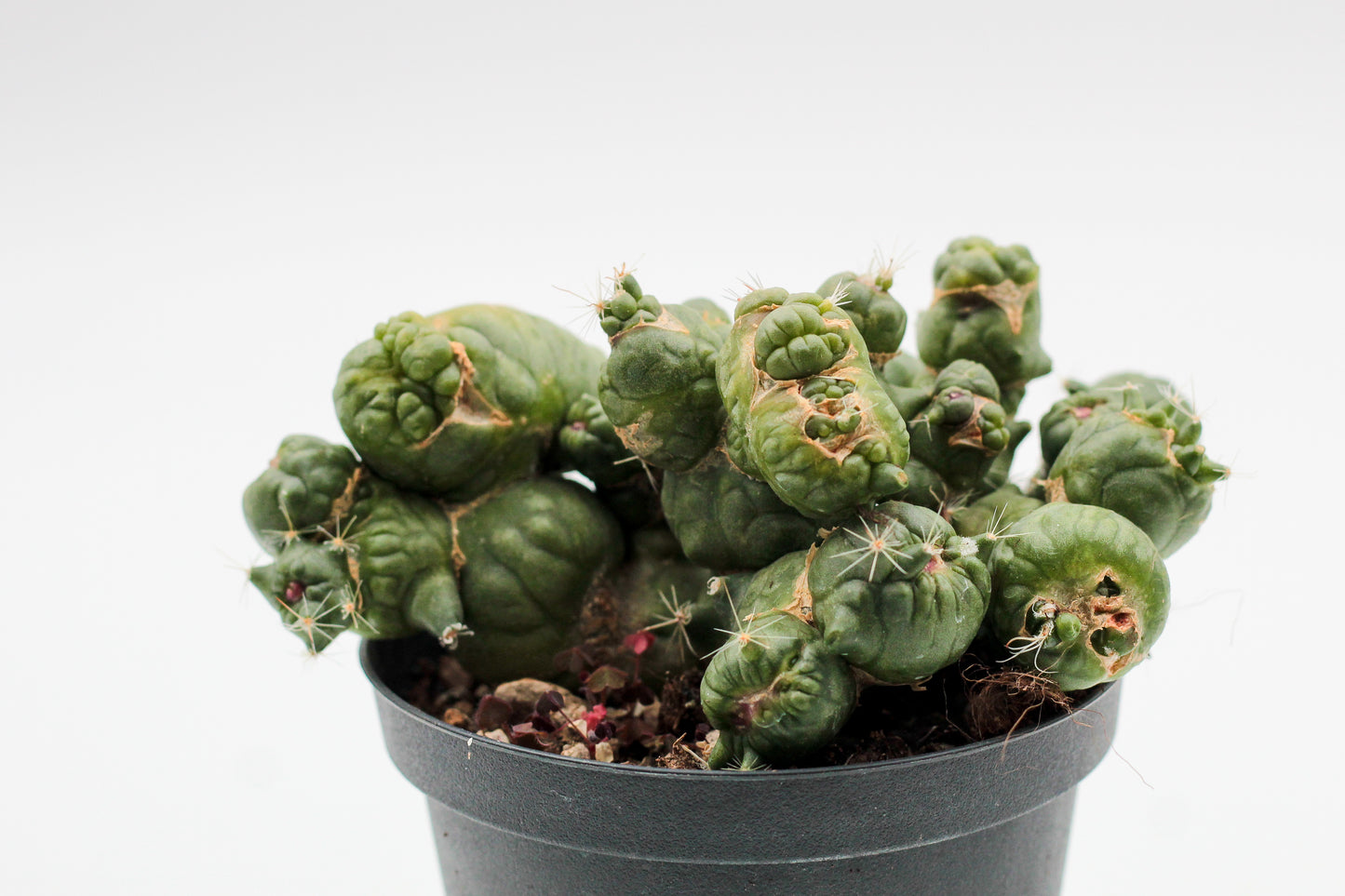 Mammillaria bocasana cv. Fred