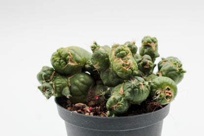 Mammillaria bocasana cv. Fred