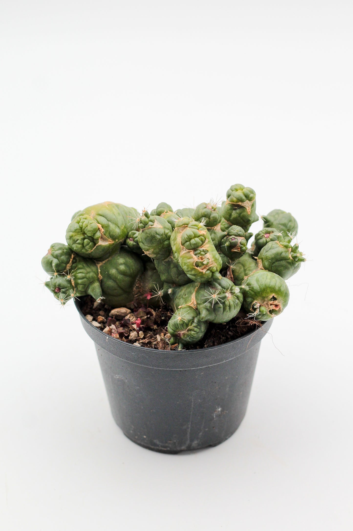 Mammillaria bocasana cv. Fred