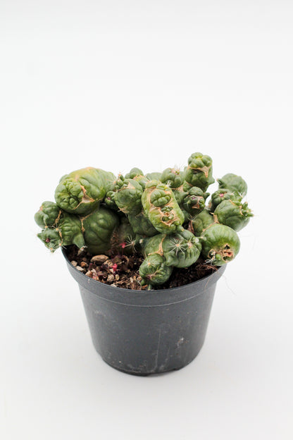 Mammillaria bocasana cv. Fred