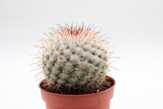 Mammillaria bombycina