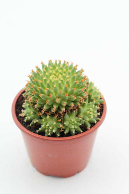 Mammillaria camptotricha cv. Bru