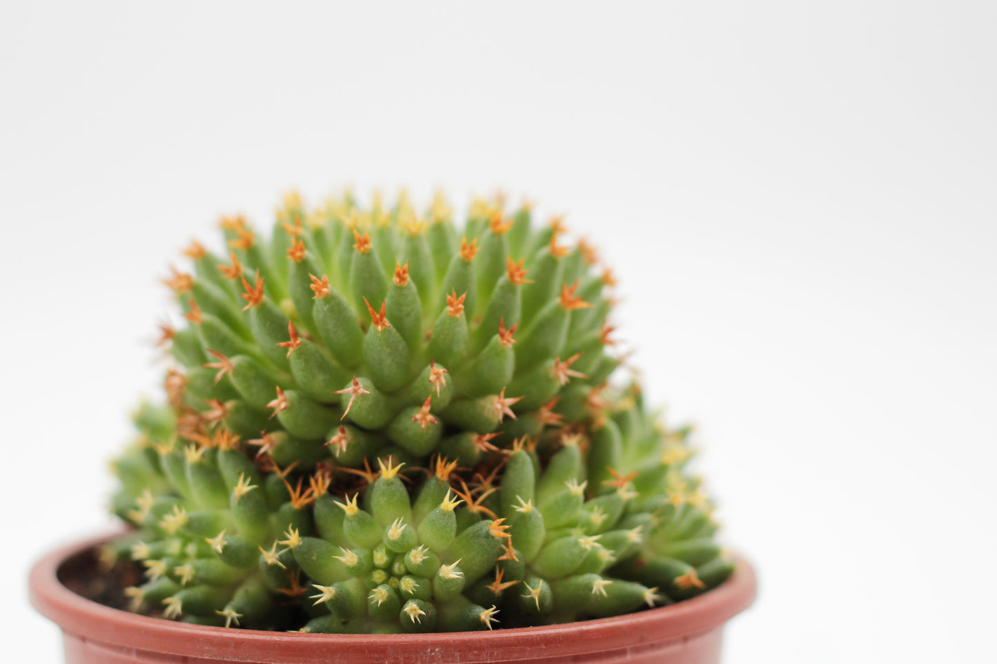 Mammillaria camptotricha cv. Bru