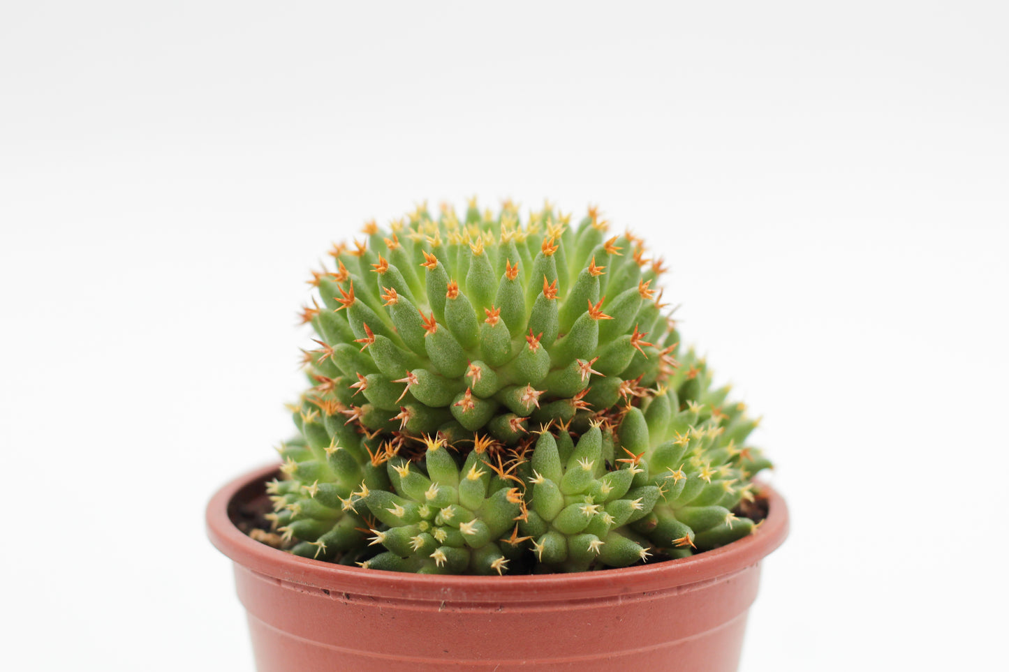 Mammillaria camptotricha cv. Bru
