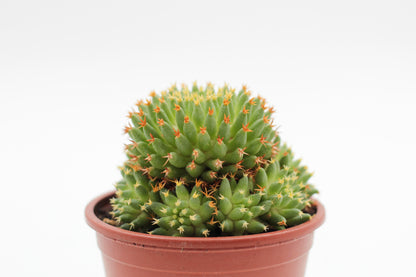 Mammillaria camptotricha cv. Bru