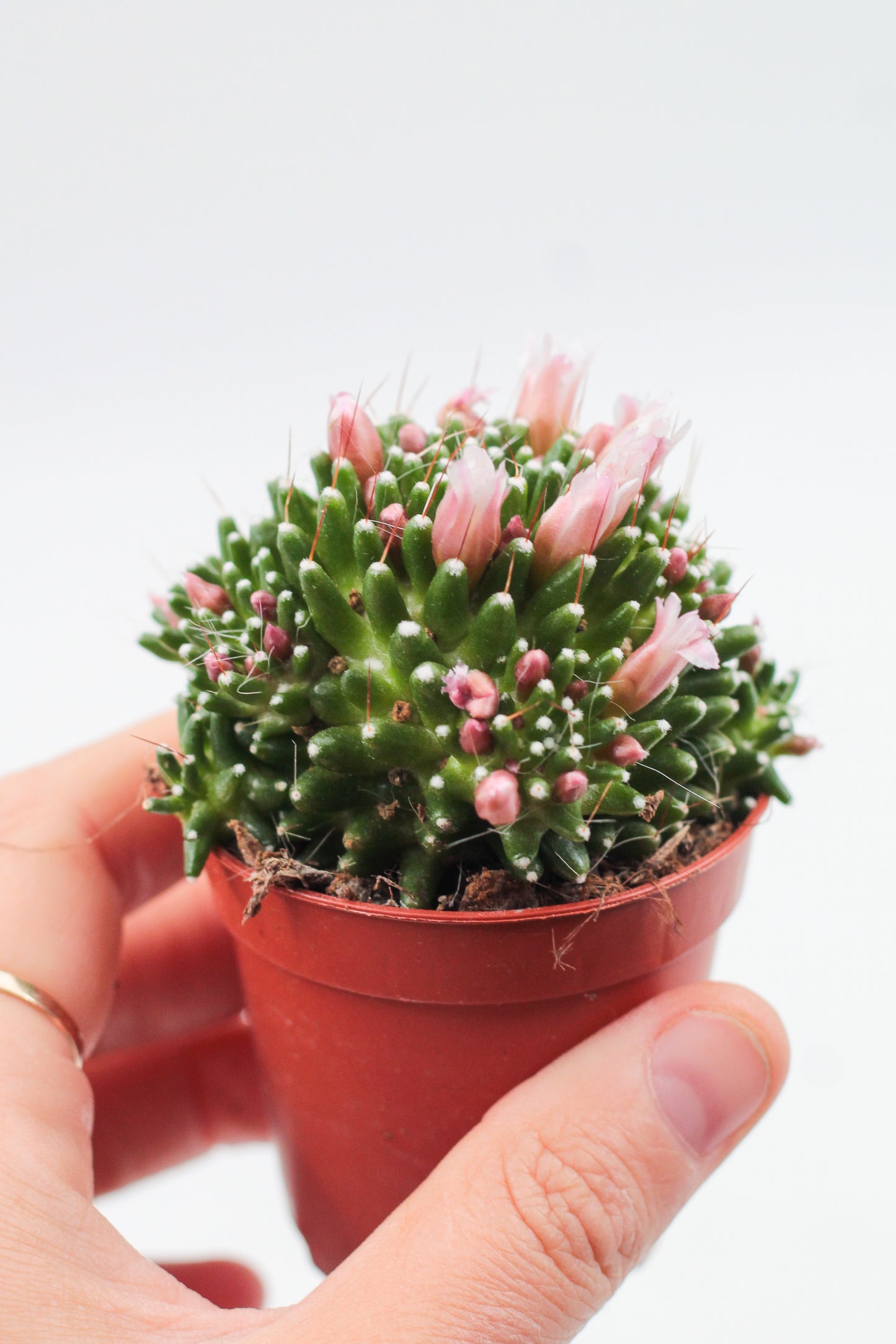 Mammillaria crinita subs. painteri
