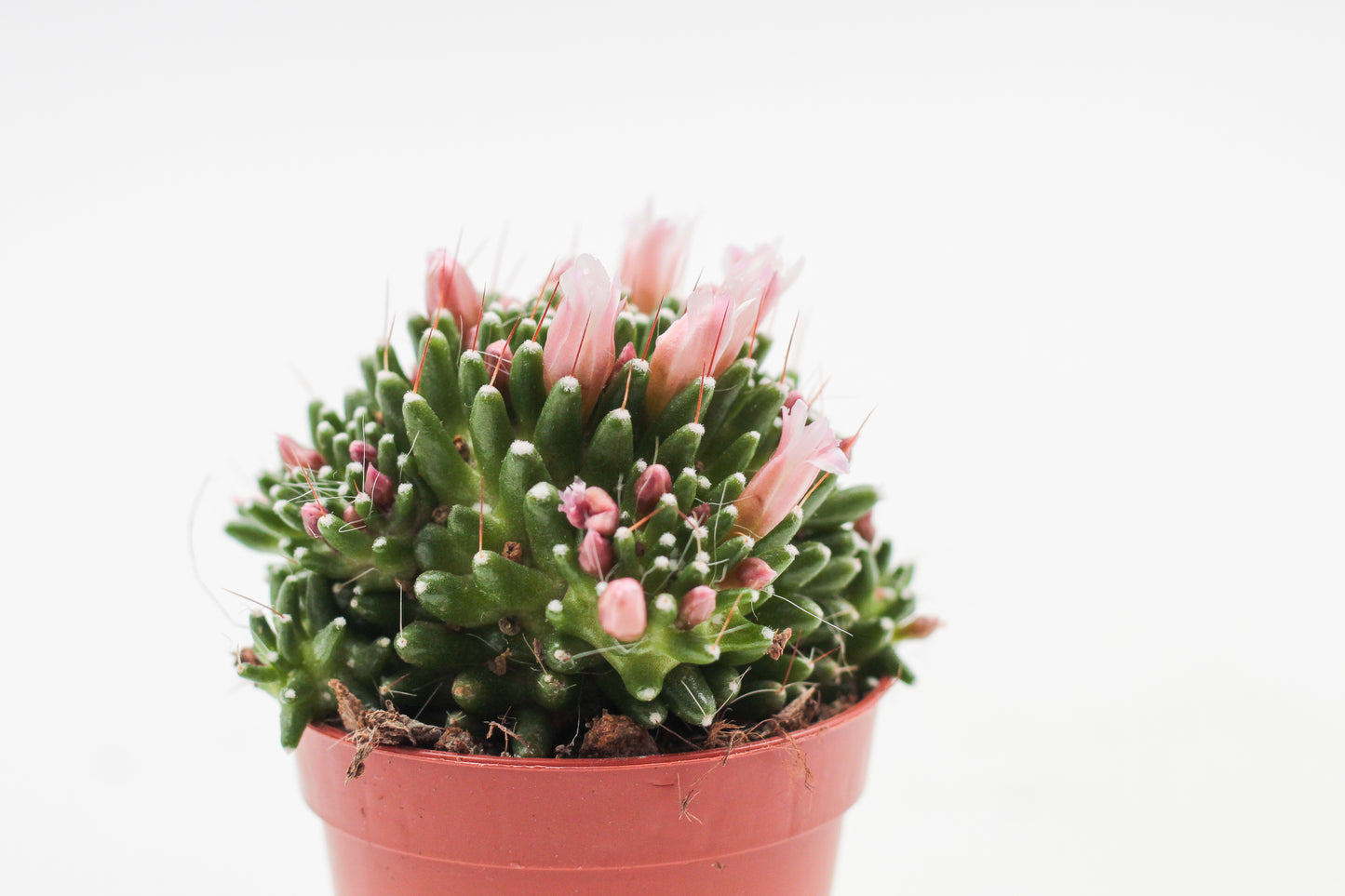 Mammillaria crinita subs. painteri