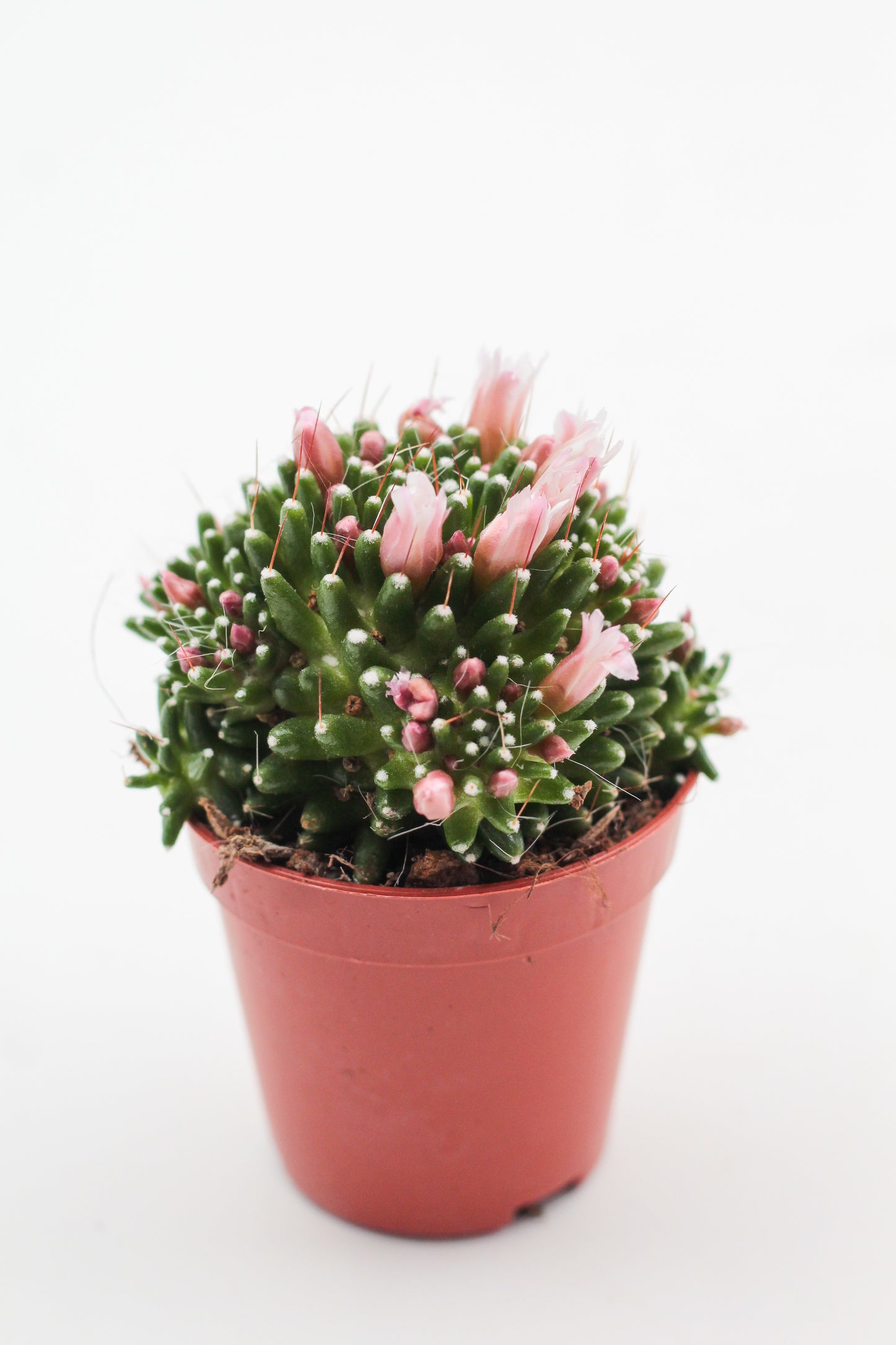 Mammillaria crinita subs. painteri