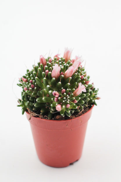 Mammillaria crinita subs. painteri