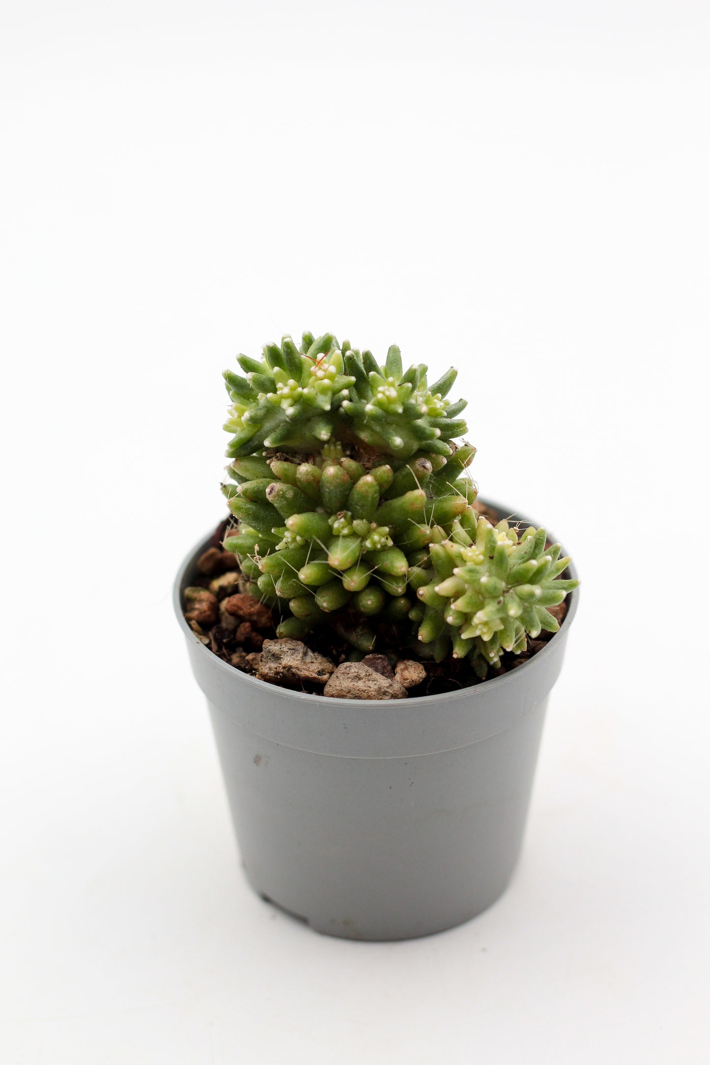 Mammillaria crinita subs. painteri variegata