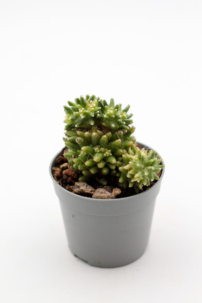 Mammillaria crinita subs. painteri variegata