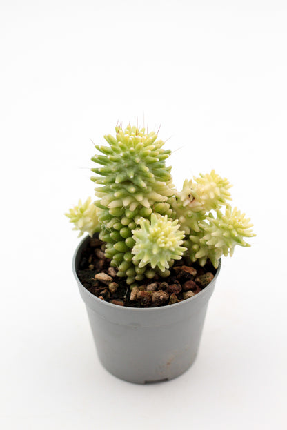 Mammillaria crinita subs. painteri variegata