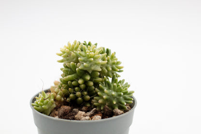 Mammillaria crinita subs. painteri variegata