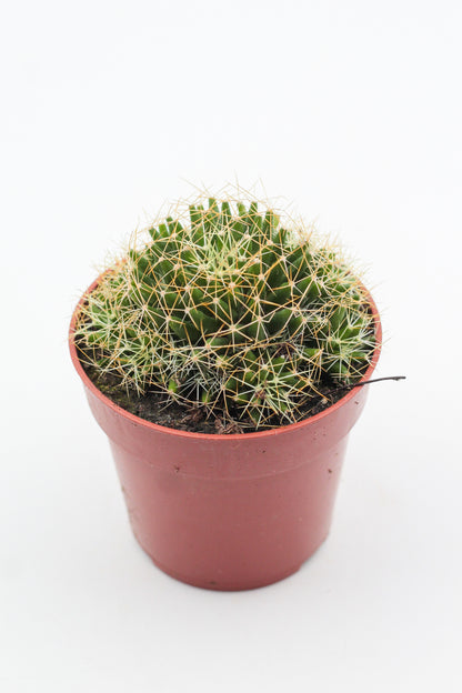 Mammillaria decipiens subs. camptotricha
