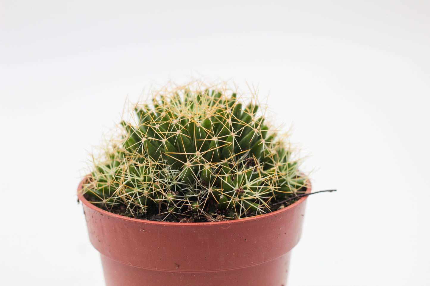 Mammillaria decipiens subs. camptotricha