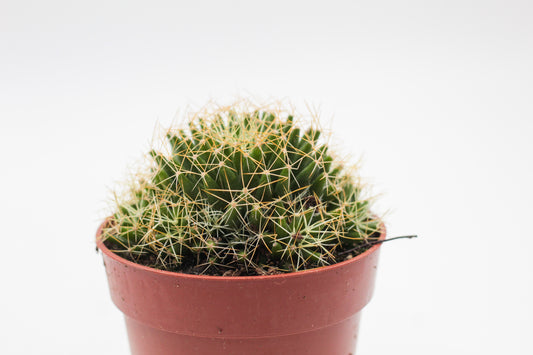 Mammillaria decipiens subs. camptotricha