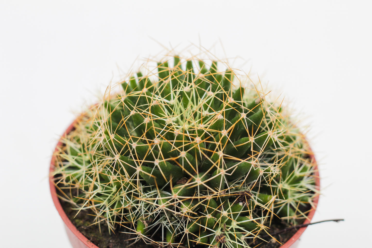 Mammillaria decipiens subs. camptotricha